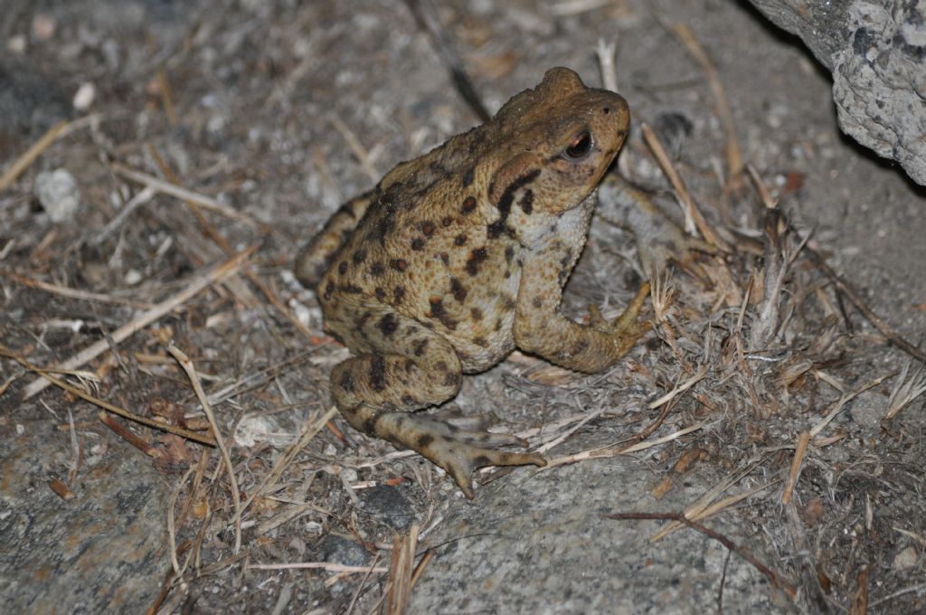 Rospo Bufo bufo? S